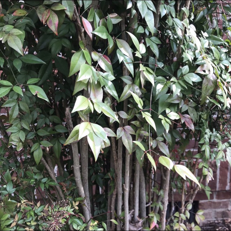 Gorgeous plants by lancescape! Visit our website and request a free estimate!    ow.ly/ofcU30mKXMg                                           #plantsbylance #lanceplants #ohhhhwhodoesyouryard #bestlandscapingcompanyincolumbiasc