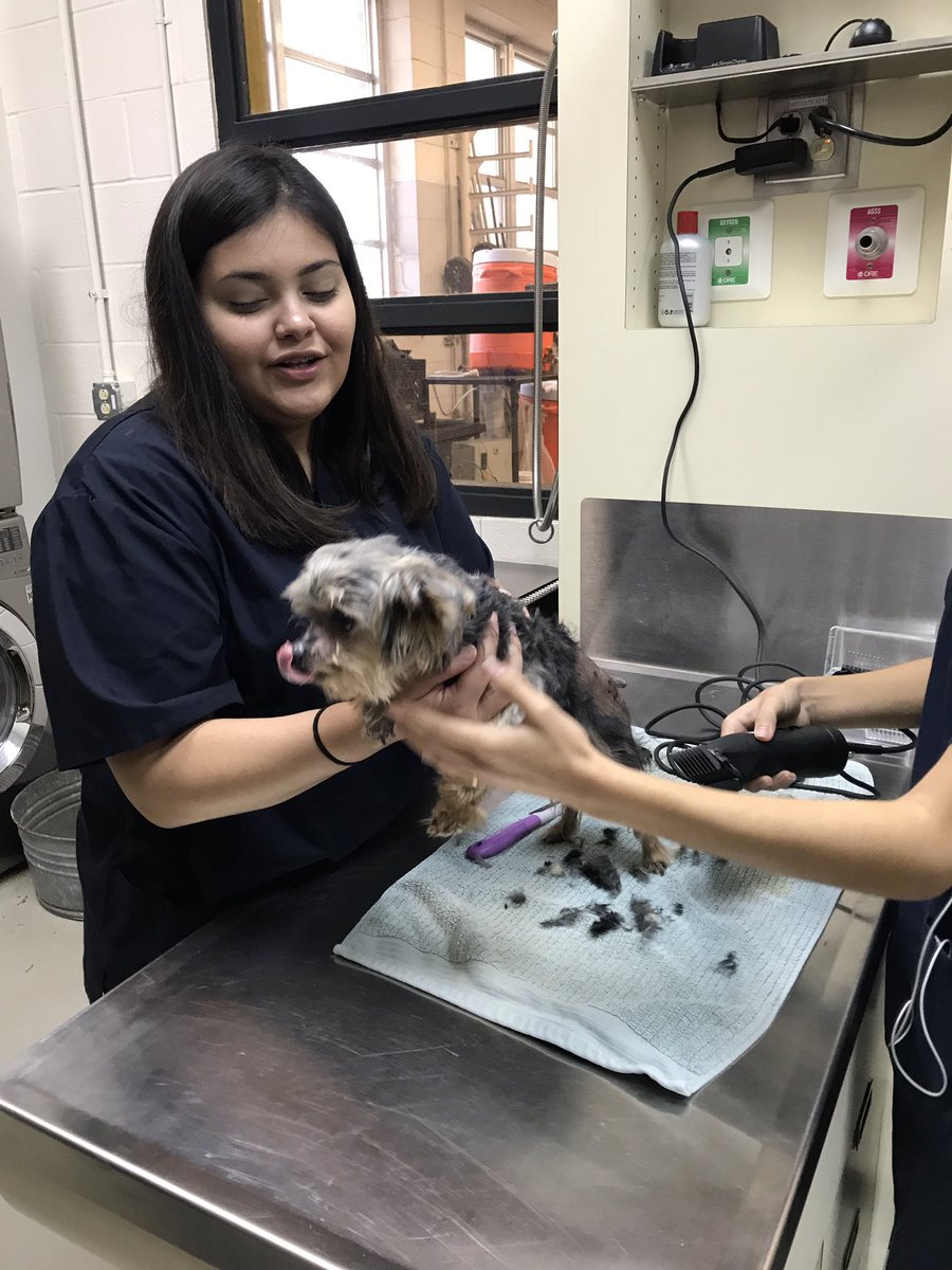 VikingCte's tweet photo. Another exciting moment in the @LanierFFA program today! Our amazing #VetTech kids were taking care of animals and running another successful #LanierGroomingClinic. @AustinISD @AISD_CTE #FFA #Pets #VikingCTE #AisdFuture https://t.co/WExSU0fM2p