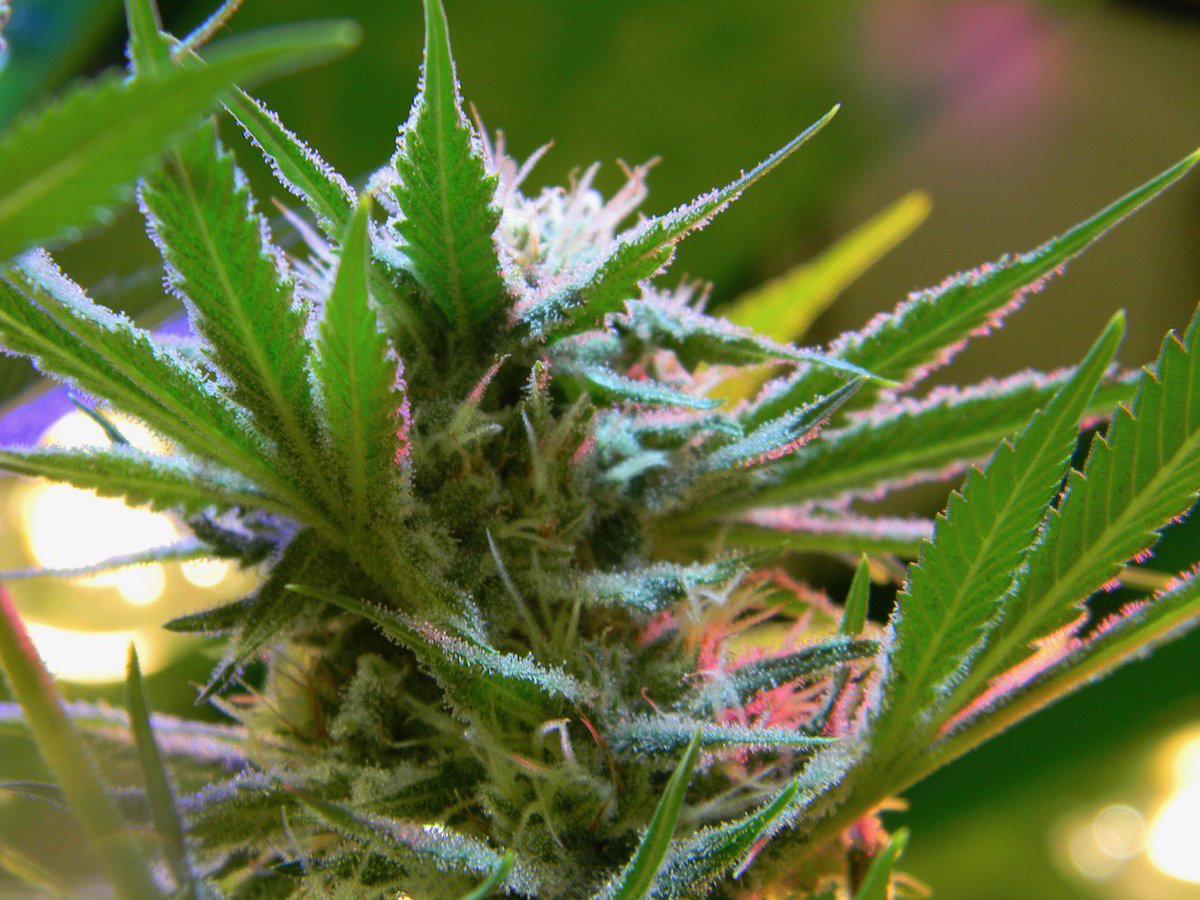 greenfusionled's tweet photo. Still 23 days till #harvest and the #trichomes are building💚😊#CannabisNews #cannabis #news #LED #grown #greenfusionled #fulllightspectrum #ledgrowlights #lights #formula #TerpNation #THChristmas #marijuanamovement #CBD #Medical #marijuana #StonerFam #CannabisCommunity #stoners https://t.co/5WLFkQ7rWB