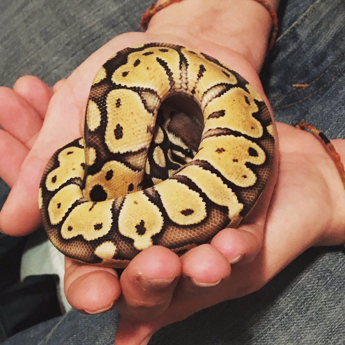 flowerpatched's tweet image. Crazy snake lady #specialpastelballpython #ballpython #snakelady