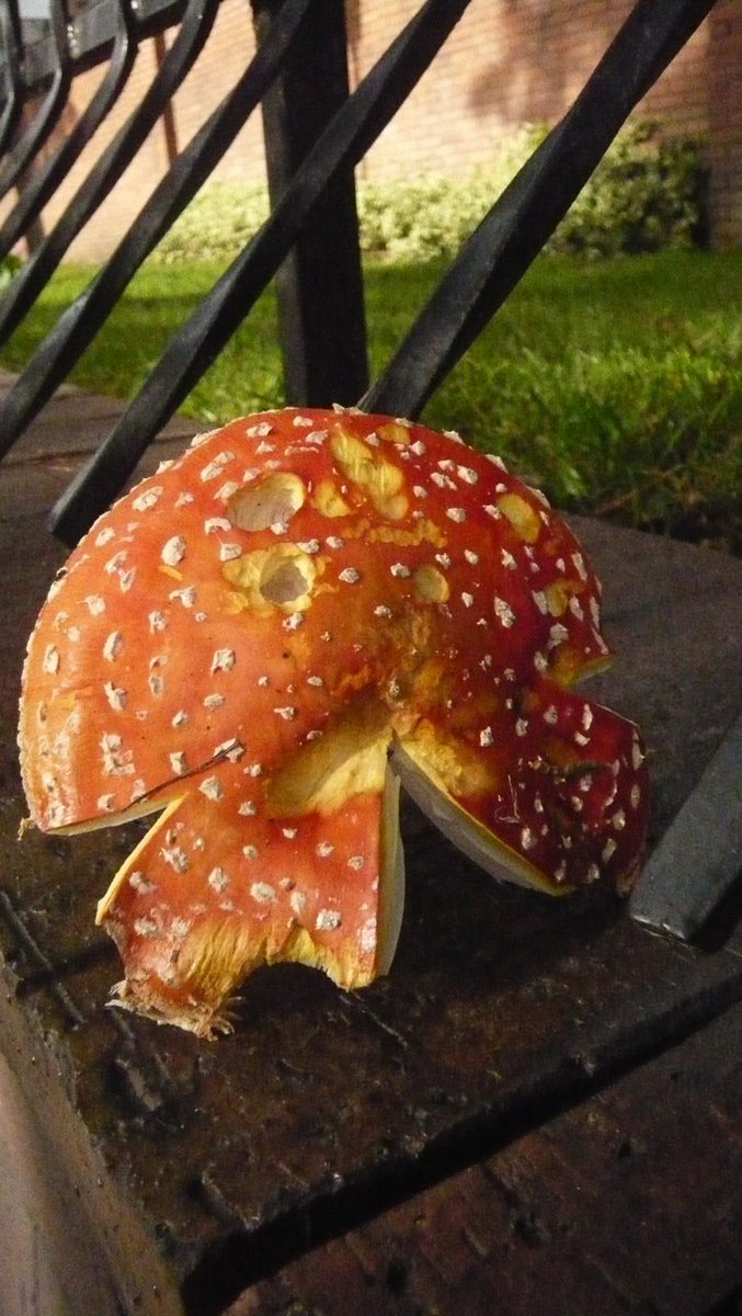 SCMicologia's tweet photo. Amanita muscaria
Barrio Andes Norte.
Bogota, Colombia 
Noviembre 30
Observacion: Juan Camilo Rodriguez Martinez https://t.co/Kmuefl3ONR