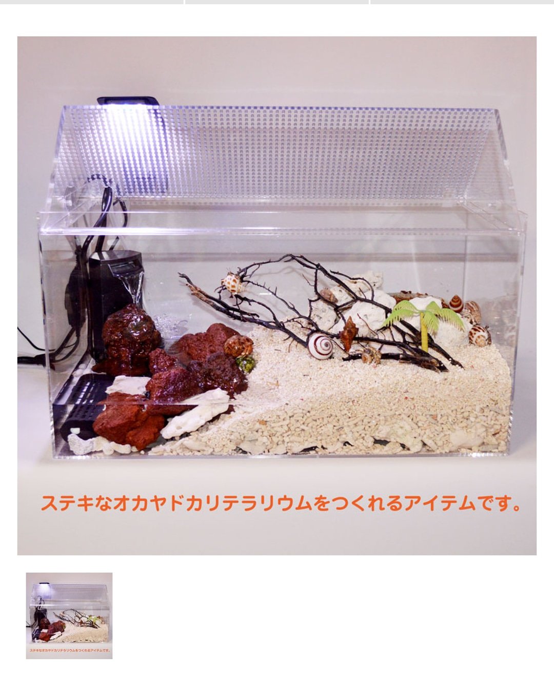 Twitter 上的 Tony Coenobita 砂洗わなしという水槽はやめなさい T Co Neoav6xj8s オカヤドカリ オカヤドカリ飼育 Hermitcrab Landhermitcrab 寄居蟹 T Co Hw3u0gjo6x Twitter
