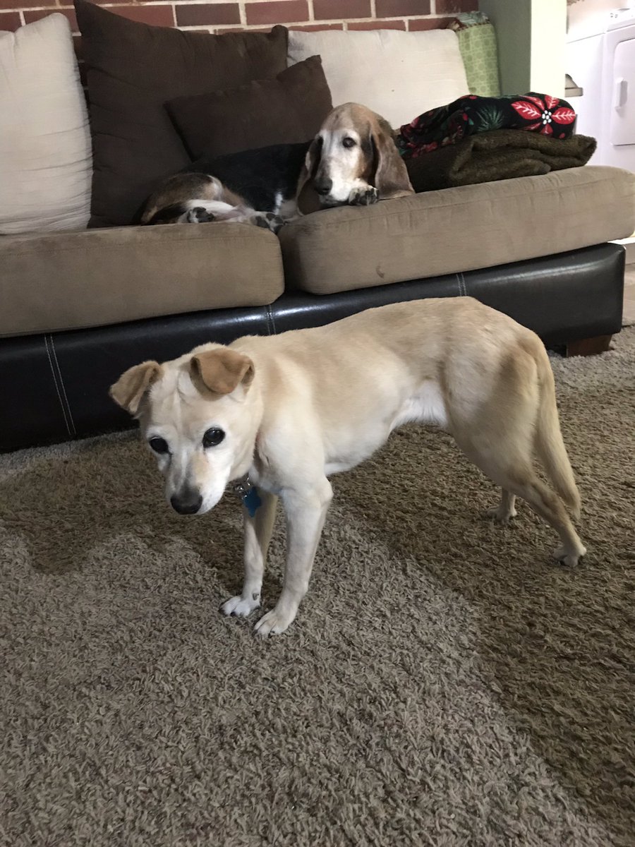 fureverhaus1's tweet photo. Hanging out and looking so much better. Tippy keeps improving everyday! #tippy #fureverhausforever #ourlife #rescue #makeaddifference https://t.co/fa7FzEmCyJ