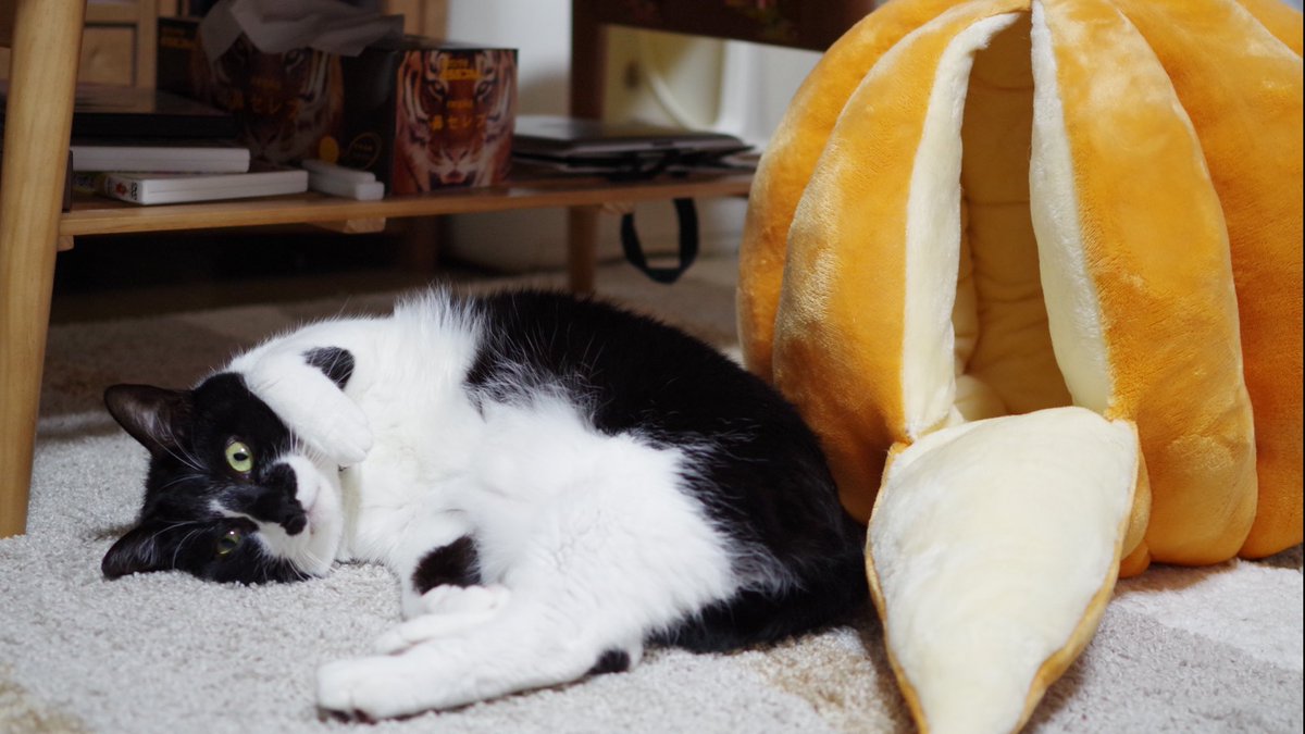 響介 可愛すぎる猫グッズ 冬といえばみかん みかんといえば猫 オススメなので是非手に入れてみてください T Co G1eshcchrz 響介 可愛すぎる猫グッズ 冬といえばみかん みかんといえば猫 オススメなので是非手に入れてみてください T Co G1eshcchrz