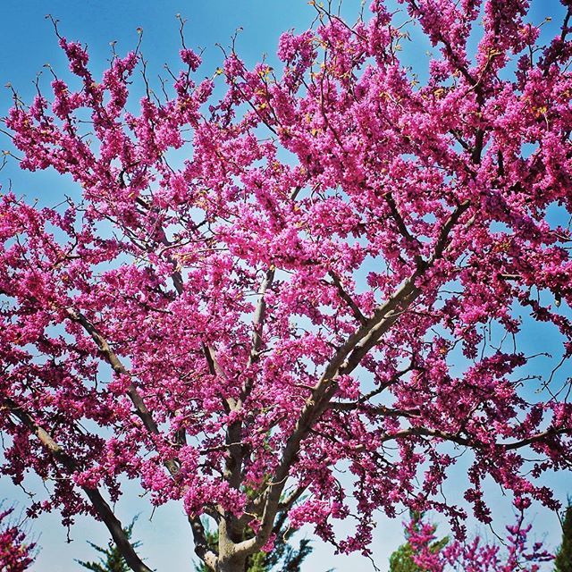 CCMGA's tweet photo. Fall is the very best time to plant a new tree. Hey, its still Fall.  Plant a Rebud and in a few years you'll see this in the Spring #treesaregood #plantintheFall #blooms https://t.co/0YR4g64U2v https://t.co/15M1vIPGex