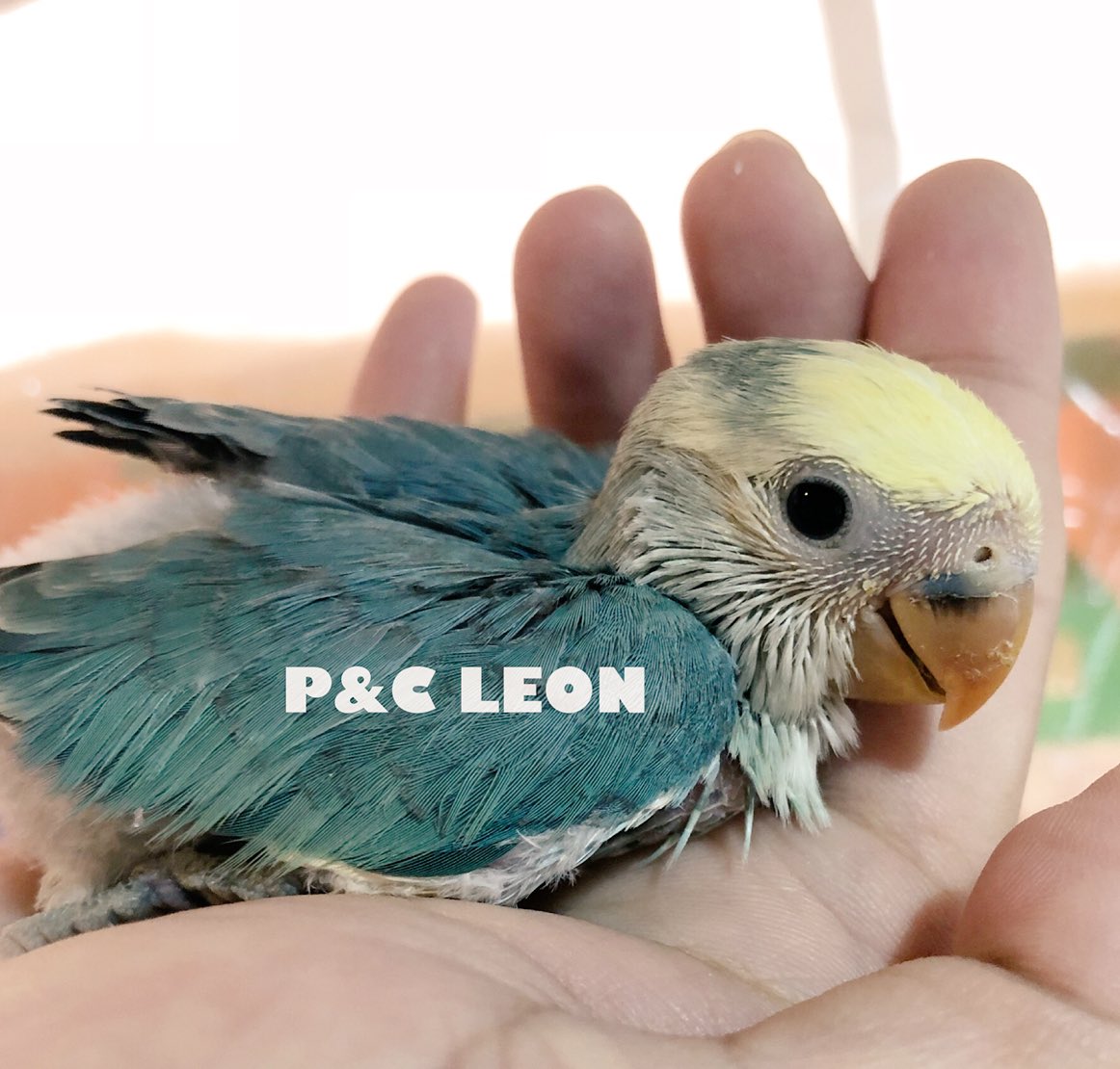 P C Leon 小鳥専門店 Ar Twitter コザクラインコの雛達を降ろしてきました 今日はラブてんペアの雛さんのみご家族様を募集いたします ｪ 雛 両親ともにpbfd Bfd検査済み