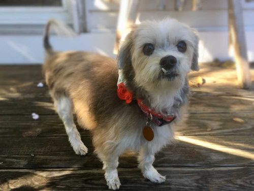 Cupcake is a female Yorkshire Terrier/Chinese Crested Dog mix looking for a new home! petfinder.com/petdetail/4290…