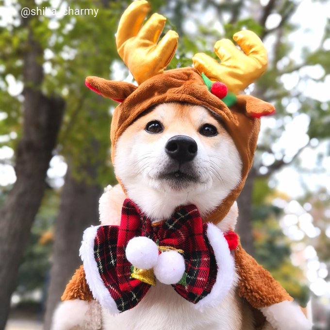 チャーミー 柴犬