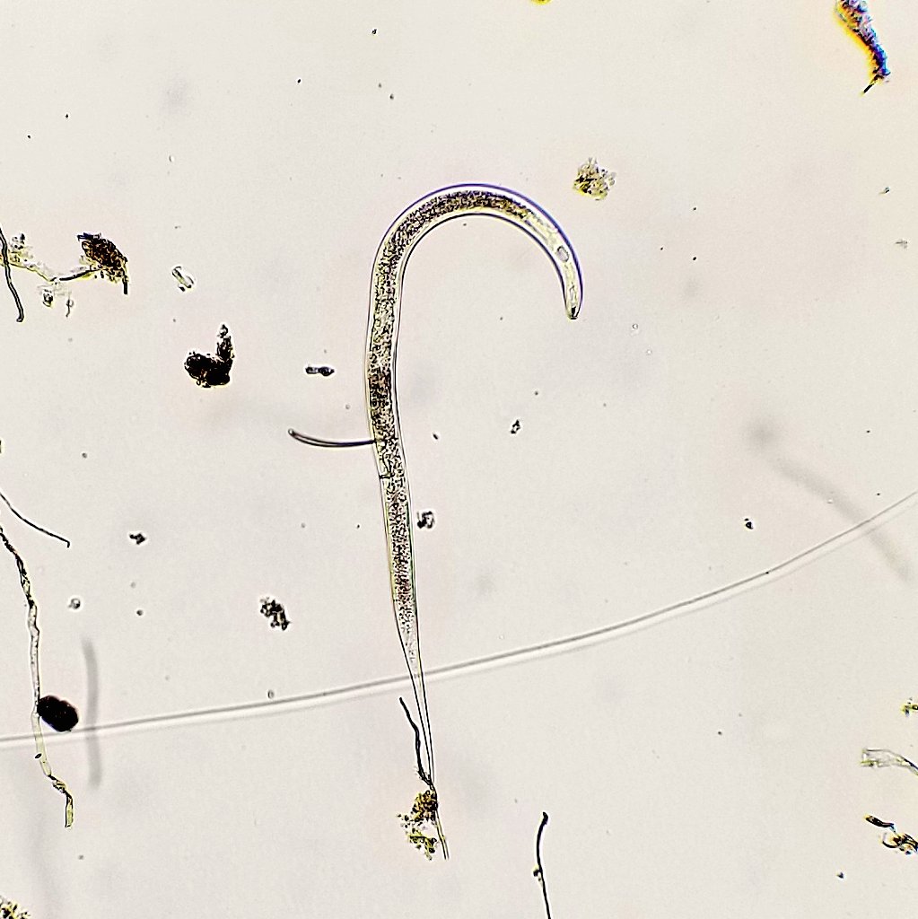 daanmoca's tweet photo. "All plant-parasitic nematodes posses a stylet but not all nematodes that have a stylet are plant parasites."

*non-parasitic fungal feeding Tylenchus sp. nematode (left) and a plant-parasitic Root-knot nematode (right).

#UFBugs #UFNematodes https://t.co/rL2fSwFkEB