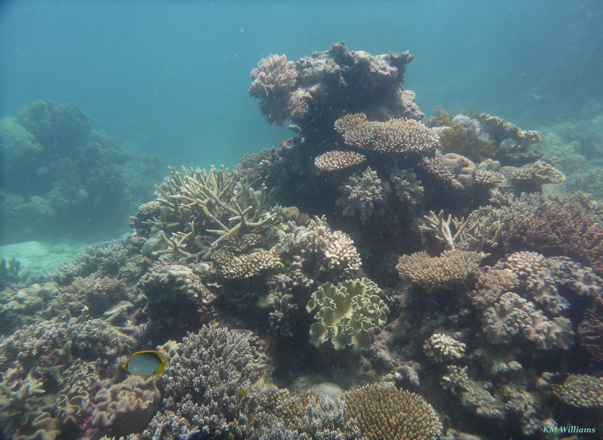 SeaSpongeCake's tweet photo. The glorious structures of corals π
#reef #dive #coral #polyp #MooreReef https://t.co/nxMwYpeEa9