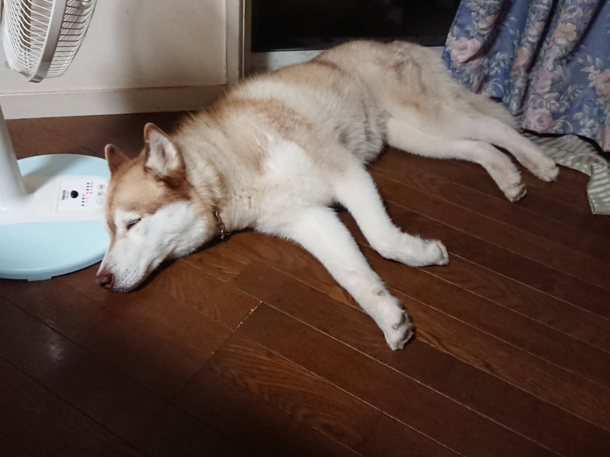 Atsuko On Twitter シベリアンハスキーを飼ってしまう 2代目 チョビだと思って飼うと 大抵のハスキー犬の性格はシーザーだ 私の動物のお医者さんシンドローム
