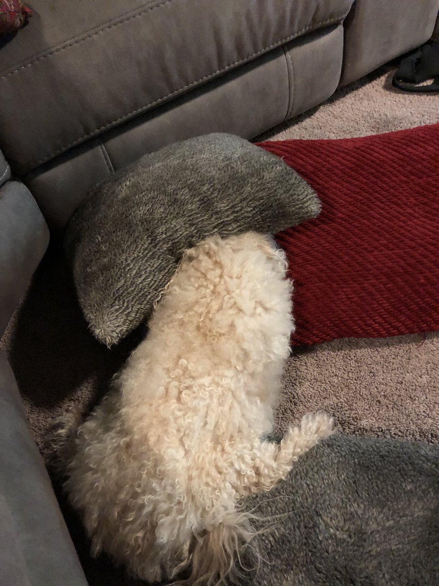 JRTowery's tweet photo. @buffalo_alice @JBabsSportsChic This is classic. Literally stopped petting him just long enough to pick up my phone, maybe 2 seconds. #PowerSulk https://t.co/5UJ2gREsLI