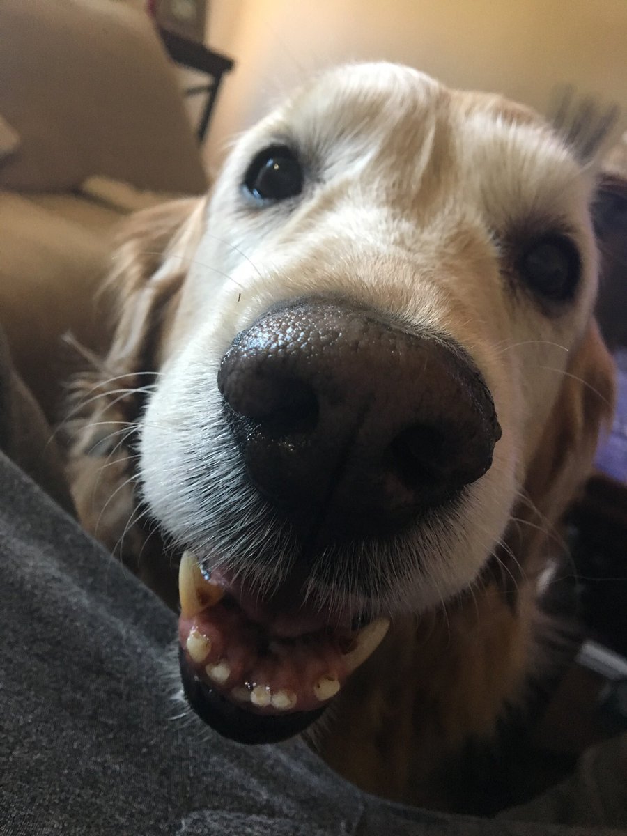 ChantelWilky's tweet image. #seniorpupsaturday #weratedogs 
My golden baby, in her golden years. Ella-12 years young. @dog_rates