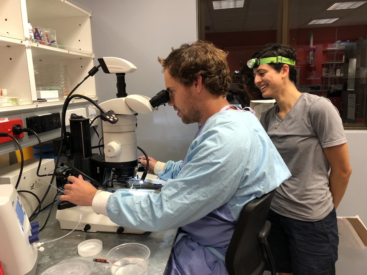 LineKBay's tweet photo. Coral spawning well underway for our group with three projects up and running. 2 million coral larvae at last count - settlement and heat tolerance assays next week. Giant team effort - lots of Type 2 fun. Stay posted for project updates.
@SeaSim_AIMS @aims_gov_au @pacleves https://t.co/38Yfb39zzM