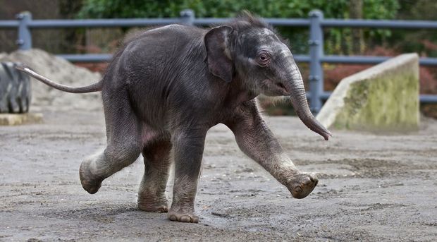 Oregonian's tweet photo. Lily, a nearly 6-year-old Asian elephant and the “darling” of the Oregon Zoo, died Thursday night after the rapid progression of a deadly virus, zoo staff reported Friday.

🌹

https://t.co/JXQkaZaBQO https://t.co/LNkmP46hwm