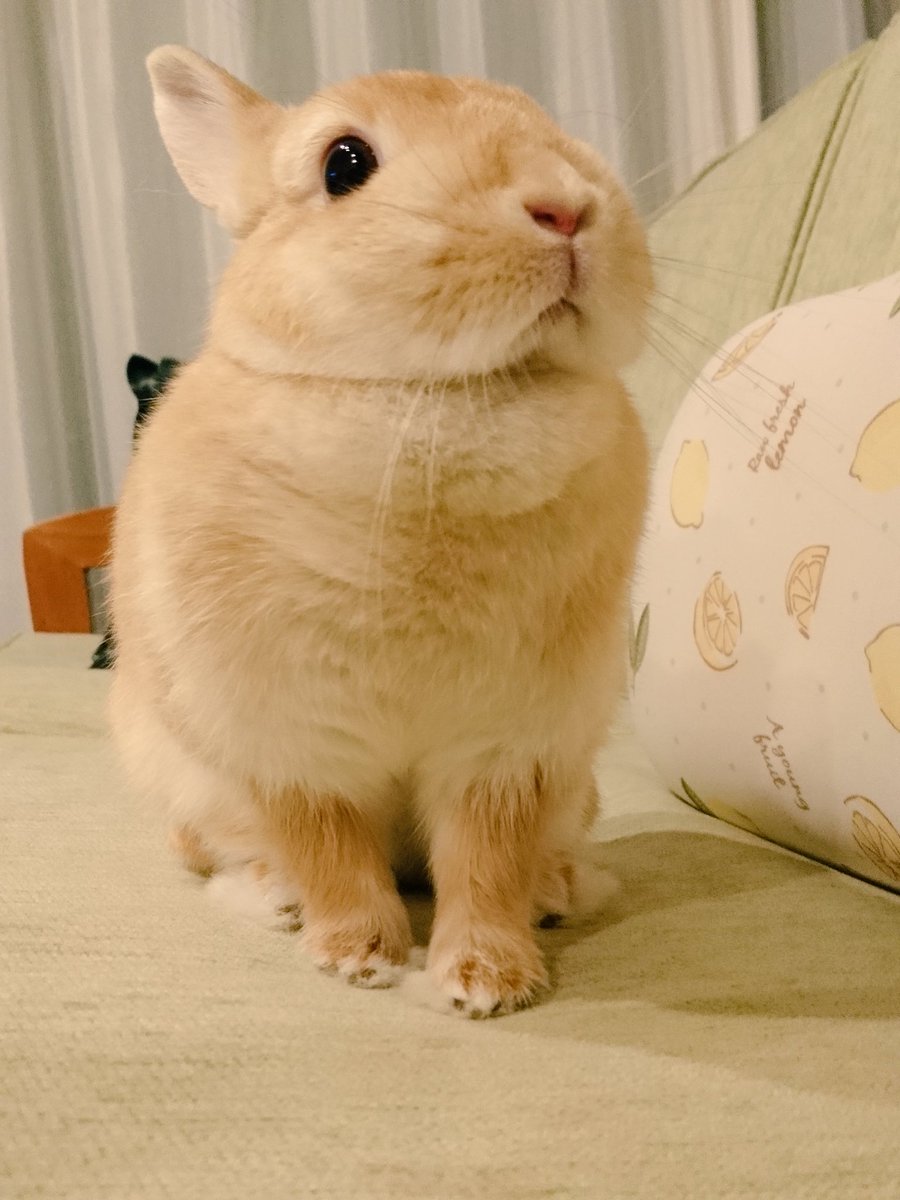 Maron マロンちゃん お腹のモフモフしてるとこ可愛いな Rabbit Bunny うさぎ モフモフ 可愛い Netherlanddwarf ネザーサンドドワーフ うさぎと暮らす うさぎ好き うさぎ好きさんと繋がりたい T Co Z6q86fqh8l