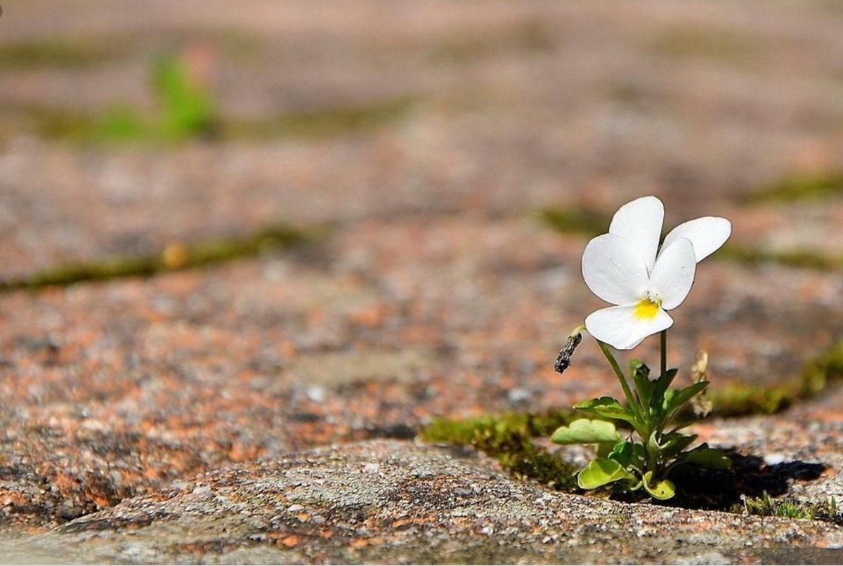 David Hinton tweet media