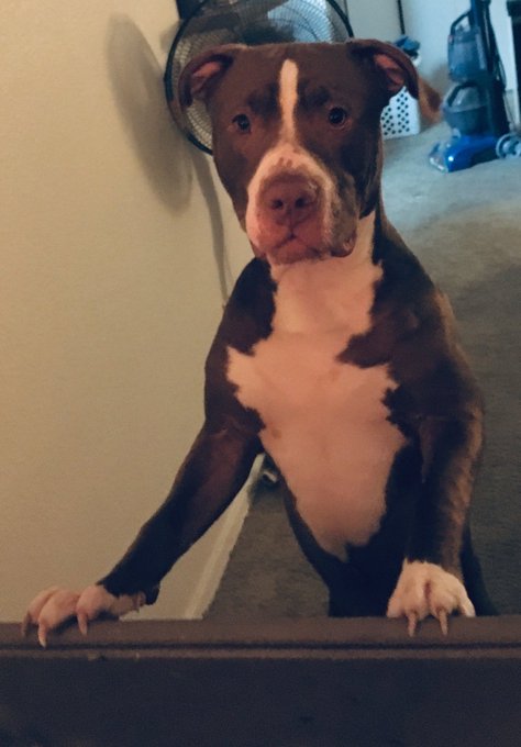 Sup Dawg #PittTwitter https://t.co/2Q0ISlhn6V