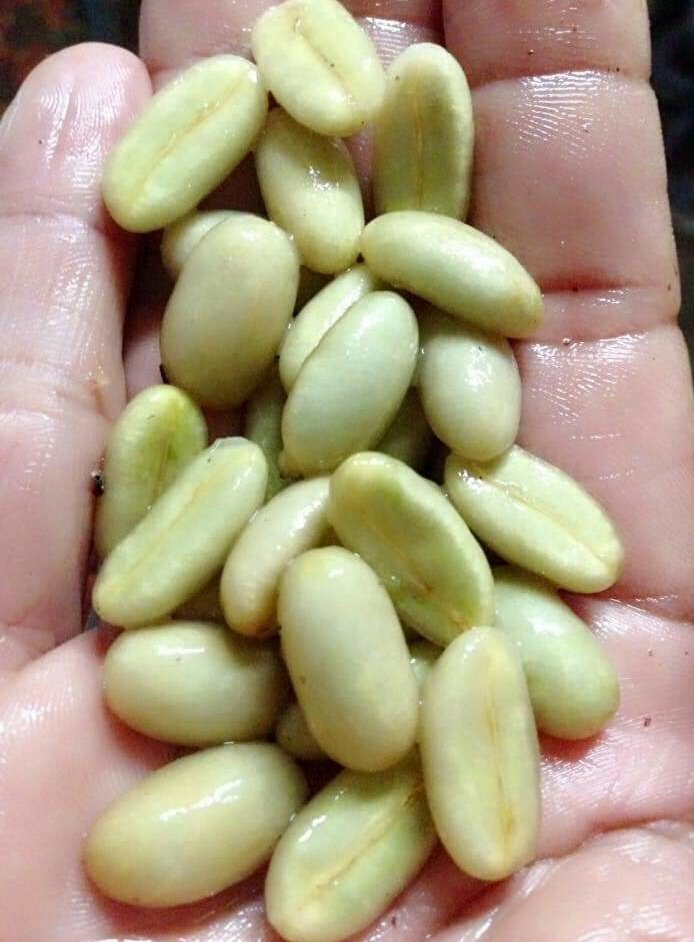OrangGayo's tweet photo. Kopi Longberry Gayo aslinya berasal dari Ethiopia namun di Indonesia jenis kopi ini hanya terdapat di Dataran Tinggi Gayo.
Memiliki cita rasa khas dengan ciri utama aroma rempah, rasa yang komplek rasa asam buah yang kuat.
#ngopi enak, kopi #Longberry
#PertanianKitaPrestasiBangsa https://t.co/cGPJC0o6GC