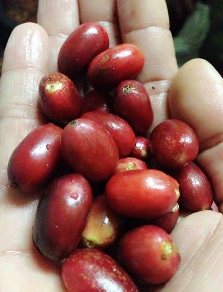 OrangGayo's tweet photo. Kopi Longberry Gayo aslinya berasal dari Ethiopia namun di Indonesia jenis kopi ini hanya terdapat di Dataran Tinggi Gayo.
Memiliki cita rasa khas dengan ciri utama aroma rempah, rasa yang komplek rasa asam buah yang kuat.
#ngopi enak, kopi #Longberry
#PertanianKitaPrestasiBangsa https://t.co/cGPJC0o6GC
