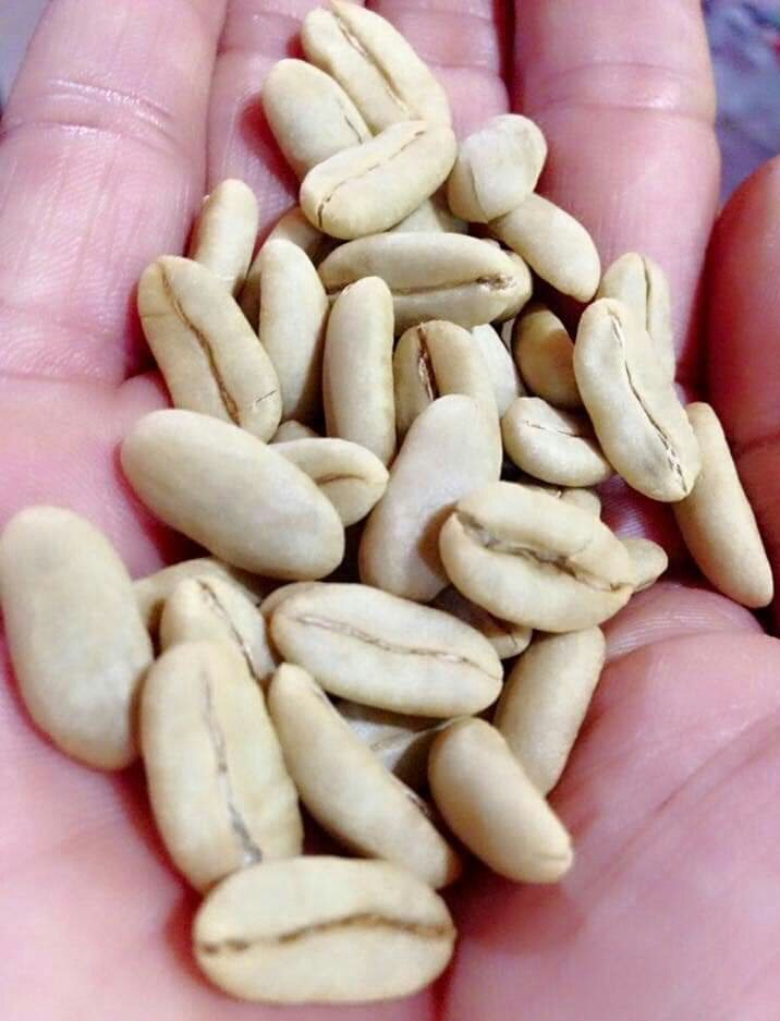 OrangGayo's tweet photo. Kopi Longberry Gayo aslinya berasal dari Ethiopia namun di Indonesia jenis kopi ini hanya terdapat di Dataran Tinggi Gayo.
Memiliki cita rasa khas dengan ciri utama aroma rempah, rasa yang komplek rasa asam buah yang kuat.
#ngopi enak, kopi #Longberry
#PertanianKitaPrestasiBangsa https://t.co/cGPJC0o6GC