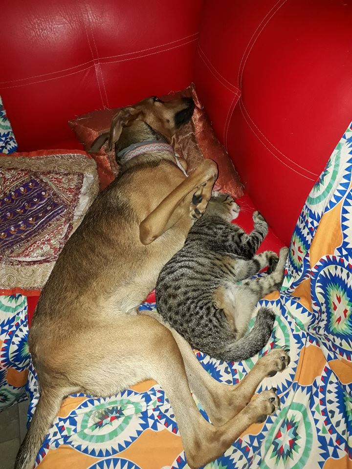 JadenCornelious's tweet photo. This is #pure #love #disabledstreetanimals #FoxyFace and #minervamcgonagall or #Mini for short #lovebeyondskin #lovebeyondspecies #onelove #BFFs #BestFurFriends https://t.co/GOWYRpSpbY