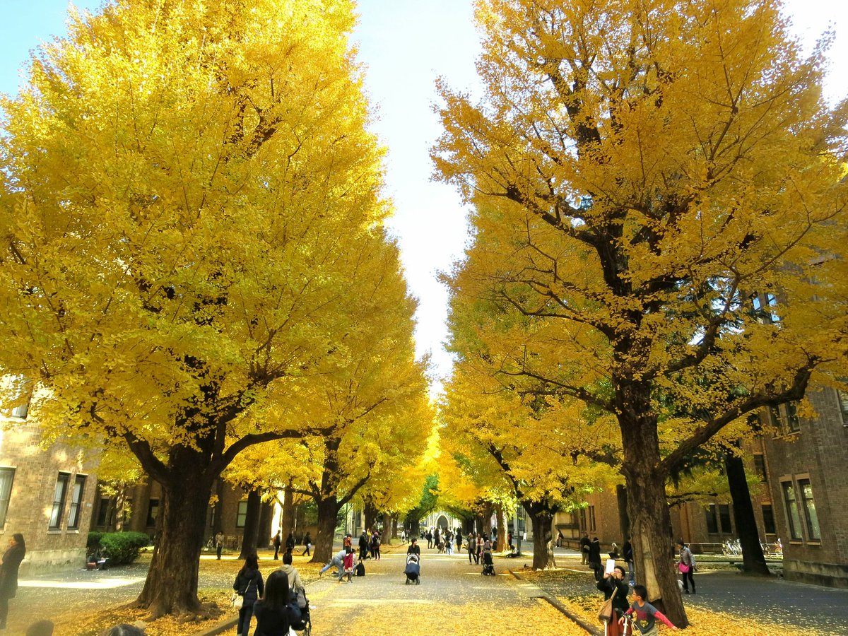 트위터의 紅葉見頃 紅葉便り 님 18年12 1現在 紅葉情報 紅葉便り T Co Vg1ho4hxk4 東京都文京区 東京大学 本郷キャンパスでは イチョウ並木が見頃で自由に見学ができます 現地には 都営大江戸線 本郷三丁目駅 から徒歩約6分 紅葉 紅葉見頃 東京