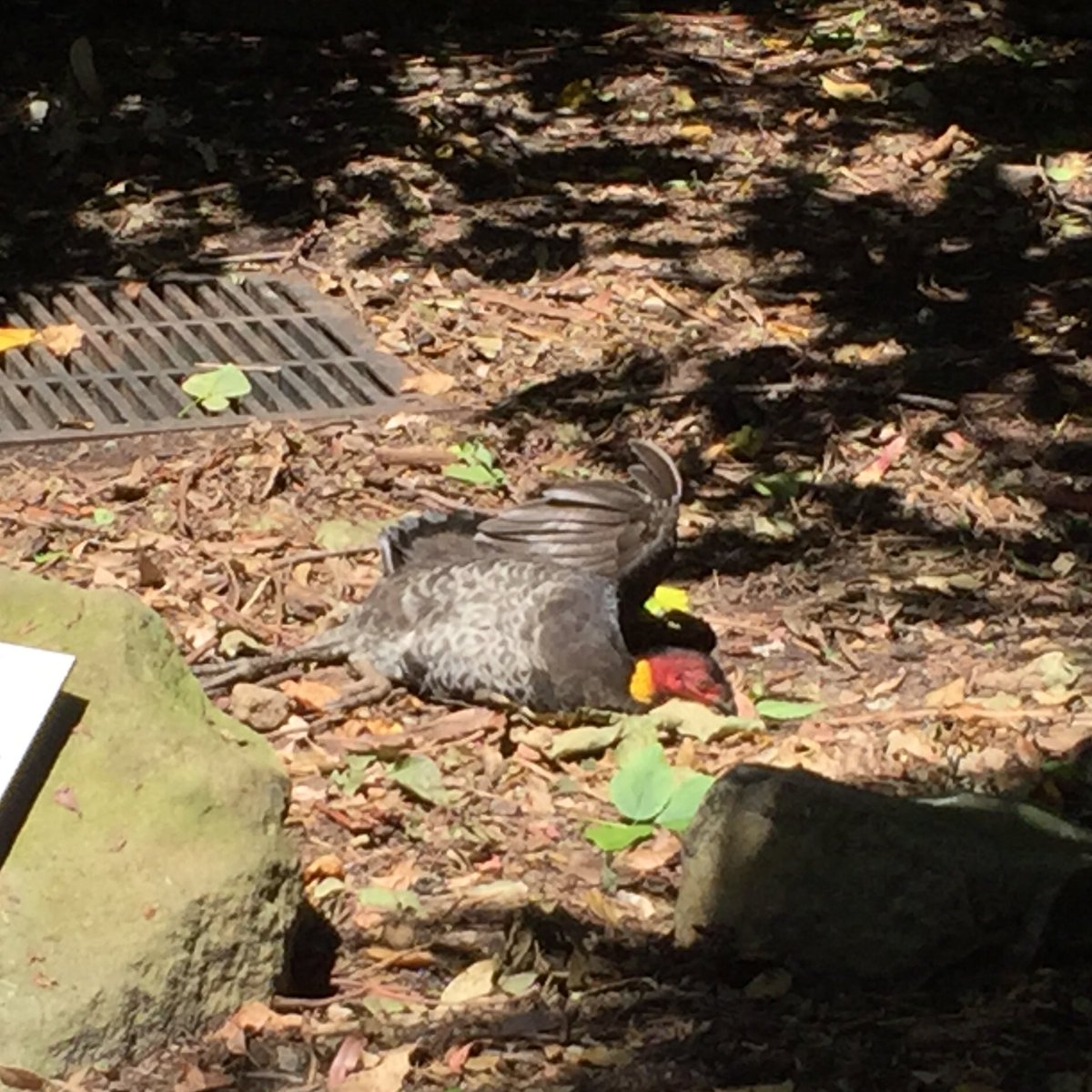 tallandtrue's tweet image. Felt sad when I found a dead #brushturkey at @tarongazoo today. Then I saw it blink. Perhaps it was mortally wounded? About to look for a #zookeeper when the bird got up, shook its feathers &amp;amp; walked off. 🙏 #phew #nature