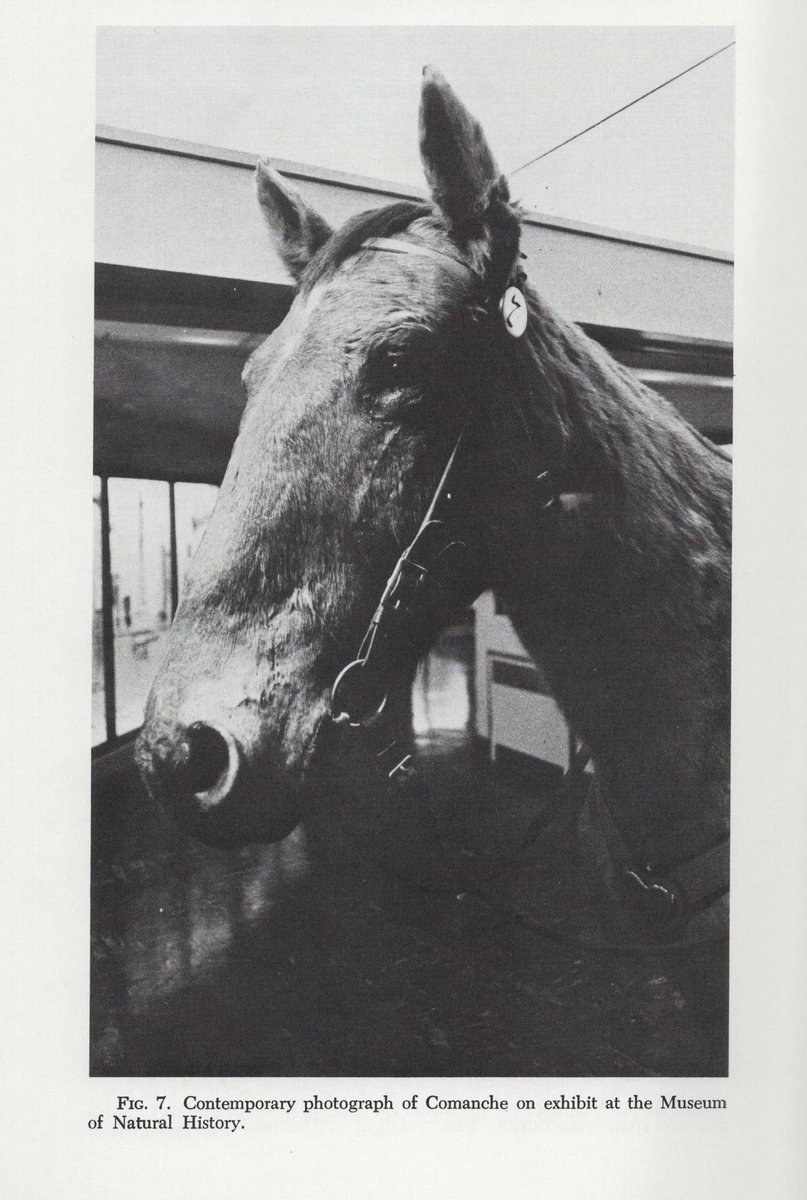 Has anyone seen Comanche in person? This is a photograph of Comanche at the University of Kansas Museum of Natural History in the 1970s.