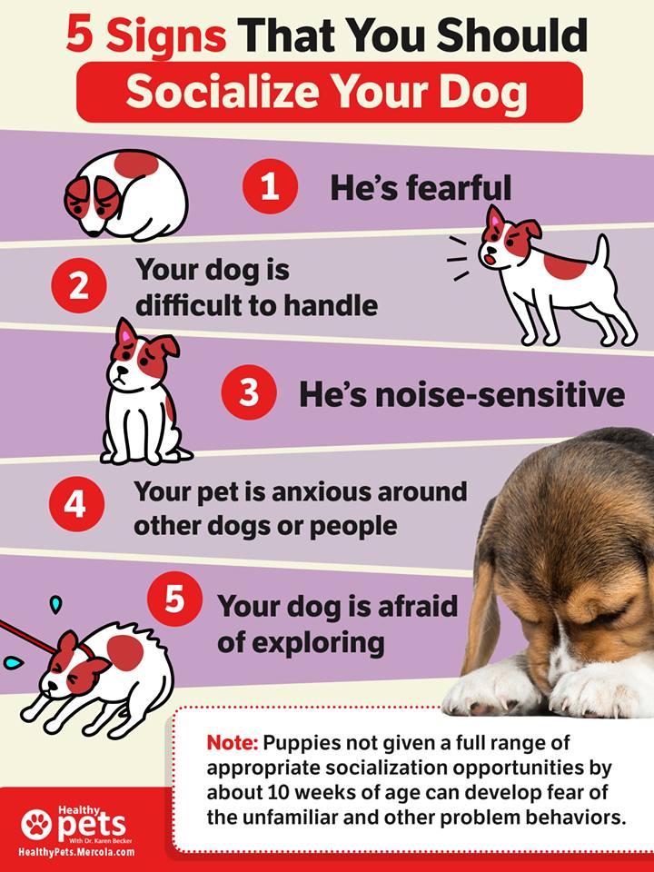 Useful infographic explaining the importance of socializing your puppy.