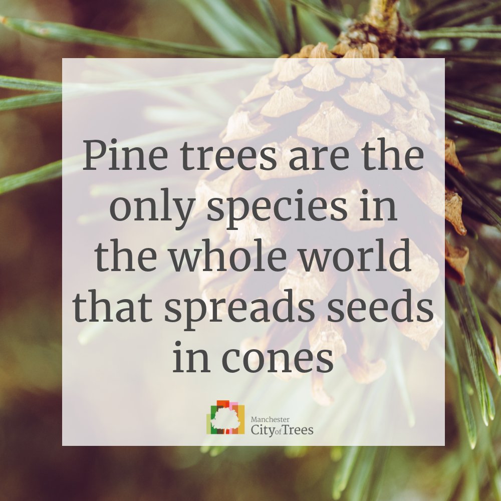This month in the spirit of Christmas we’re switching up our Saturday Stats and focusing on Christmas Trees! Did you know that pine trees are the only species in the whole world that spreads seeds in cones, and those cones also have genders?