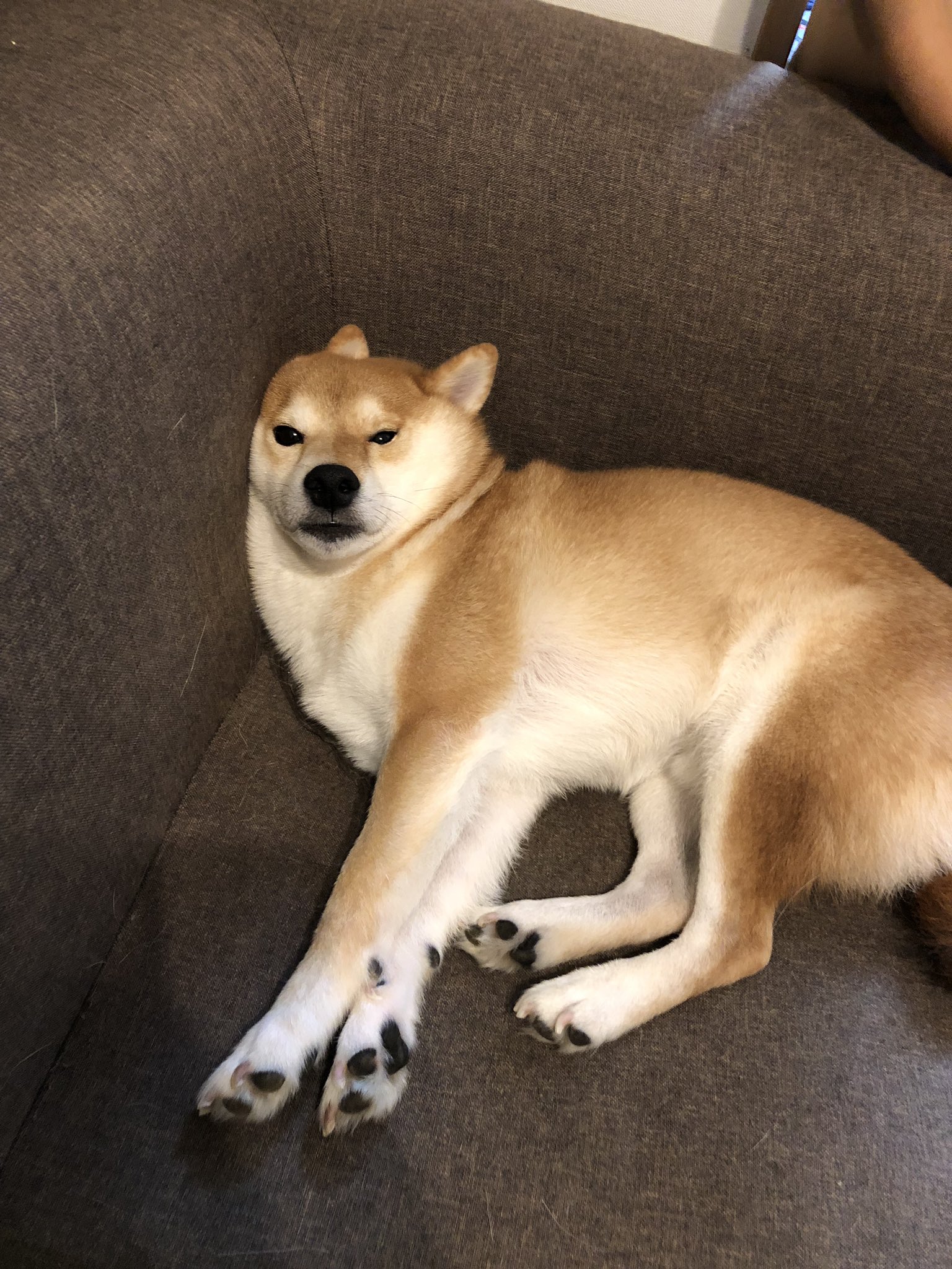 3柴犬 コロココロロ على تويتر おやすみなさい 柴犬 ブサイク ブサカワ