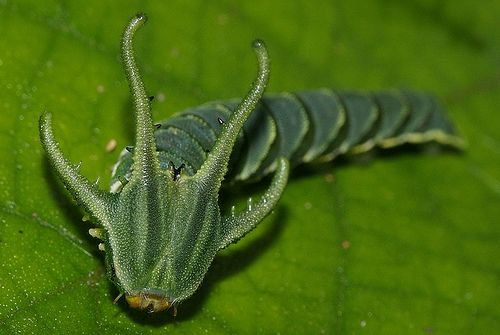 The extraordinary caterpillar of the great nawab.