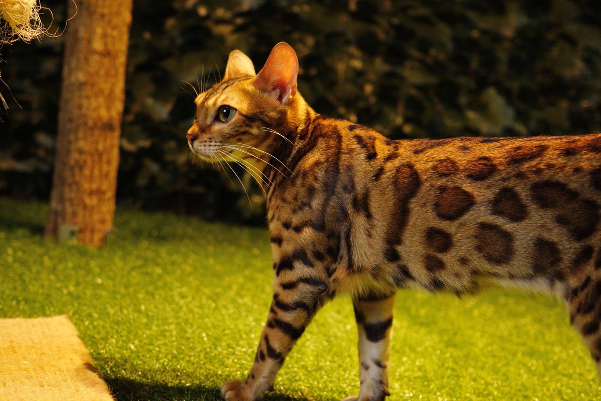 ヒョウ猫の森 ヒョウ猫の森