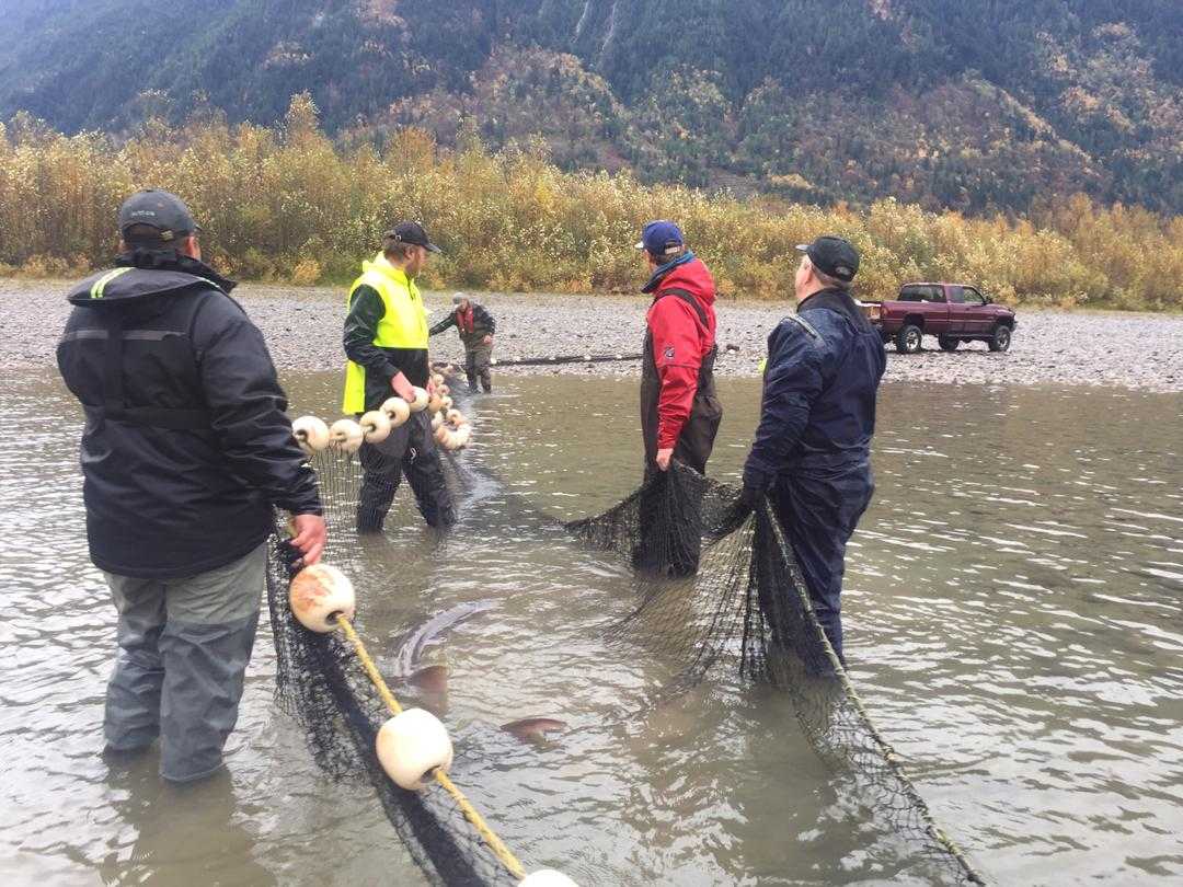 LFFAlliance's tweet photo. LFFA team biologist working with FLNROD, DFO and the River Guardians to prepare mature Sturgeon for measuring, tagging and live release. https://t.co/0fIamH97Gw