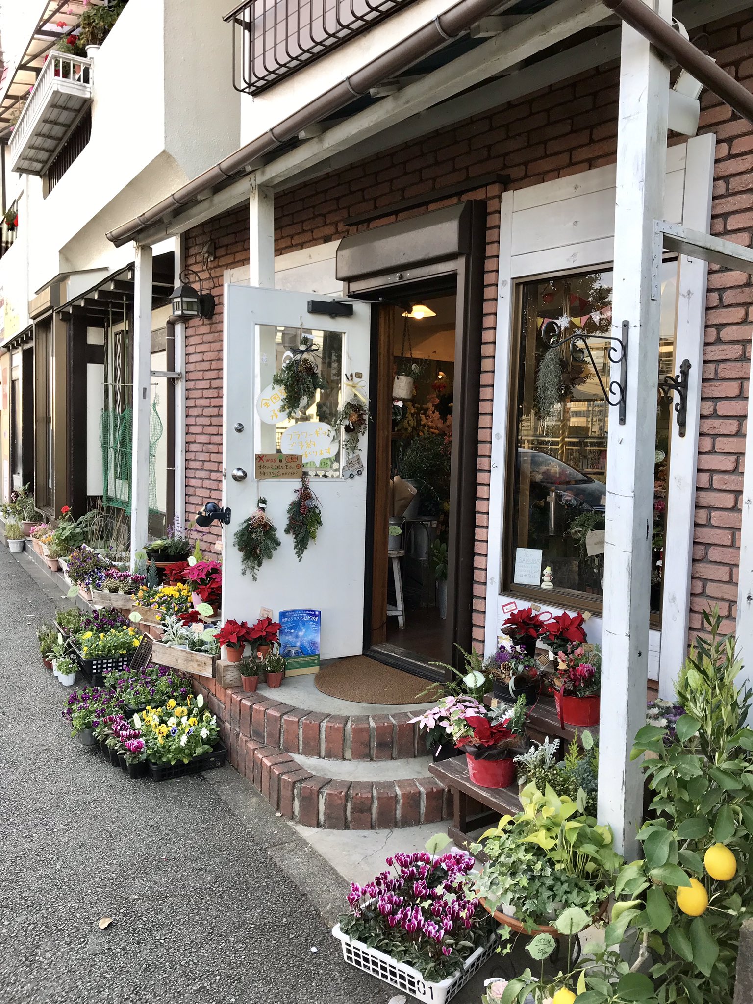 大船ランチガイド Ofuna Net 大船駅西口に 小さな可愛いお花屋さんがあります 今日は 玄関先に飾るように 小さなガーデンシクラメンを買いました 300円と安かったです お花屋さんの前通るの 好きなので 歩道橋に上がらないで駅に向かいます W