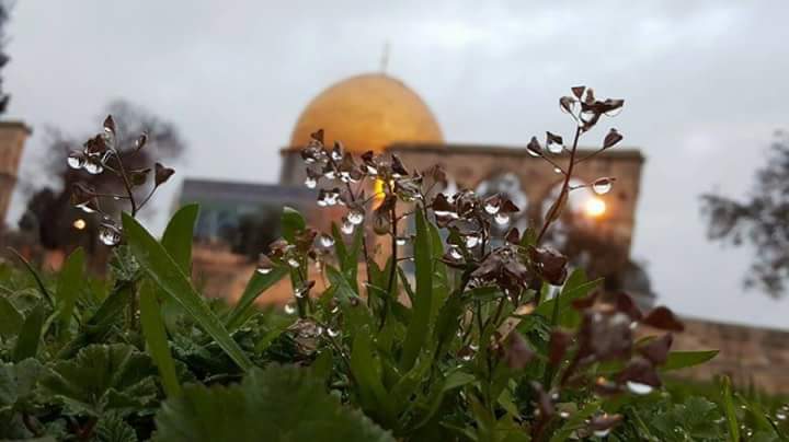 mhm9_hamed's tweet photo. كإشراقة الروح بعد كل فجر ،
يتداعى الندى خجلآ بين رعشتين  ! 💚✌
#تويت_فلسطيني https://t.co/GyZGYPXU3i