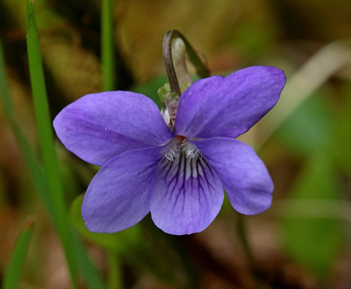 rbgenature's tweet photo. What’s your favourite wildflower?
.
.
Thanks to @Sybalan for the beautiful image from @BenmoreBotGdn #wildflowerhour #wildflowers #flowers #BotanicGardens https://t.co/u0k2Gt208x