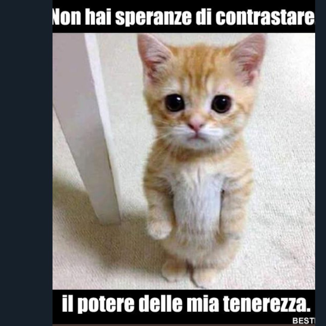 Emilystellaemi2 tweet media