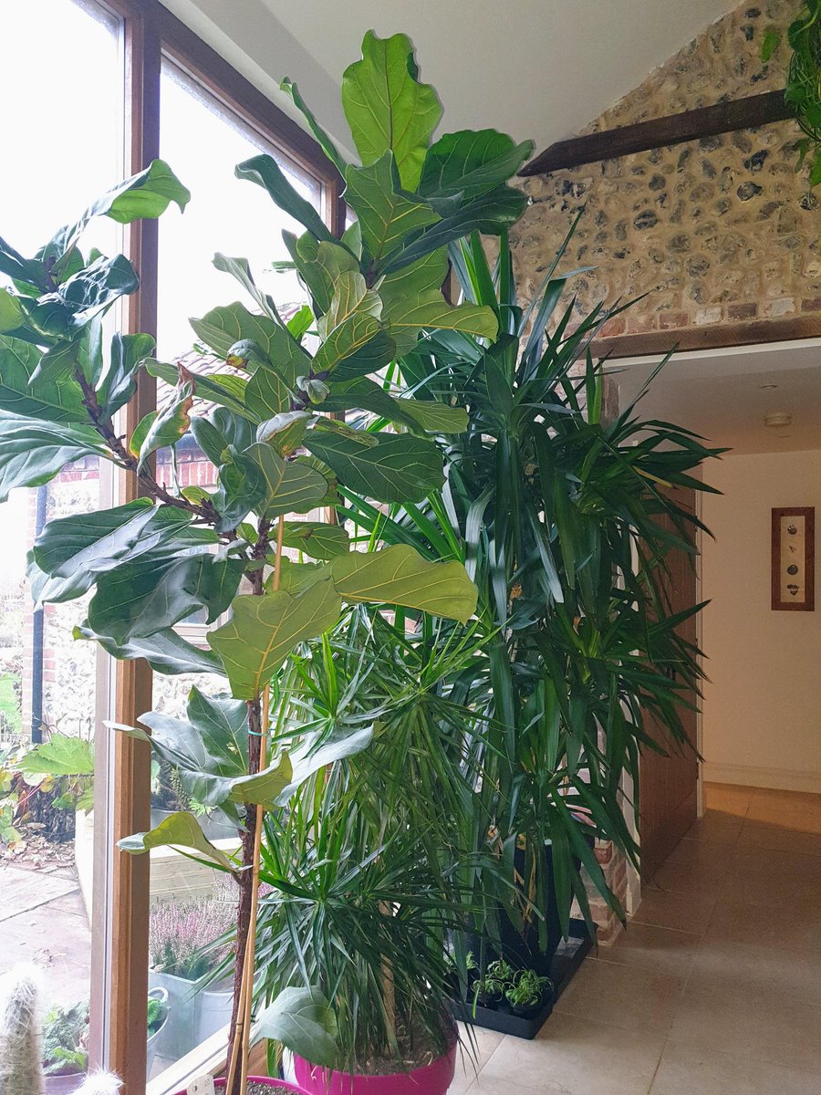 cycleabout's tweet image. House plant jungle looking lush.