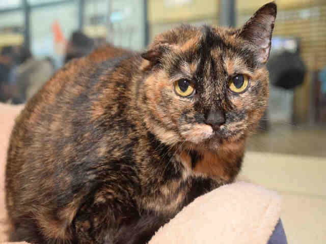 "My name is Mia (&amp; a tortie as you can see)
&amp; why I ask does no one want me?
My fur is soft &amp; my manner sweet
&amp; I'm oh so pretty from my lovely head to dainty feet!
In #FtLauderdaleFL is where I dwell
awaiting my human &amp; lifelong pal!
Adopt me!" 🙏
facebook.com/BrowardCats/ph…