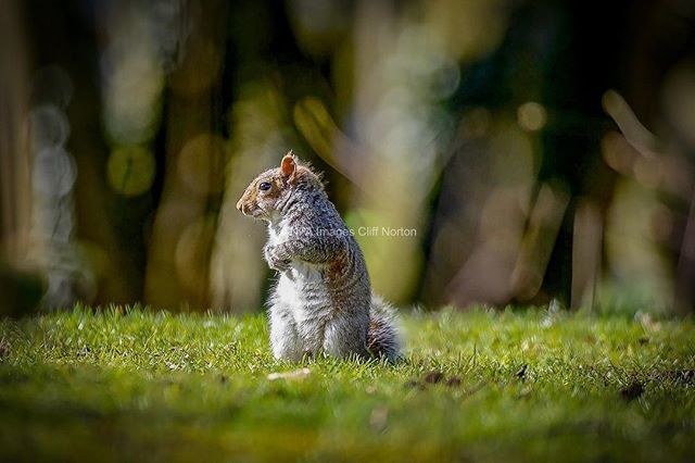 NPAImages's tweet photo. Look out Grey Squirrel country park #wildlifephotography #wildlife_photography #wildlife #naturephotography #nature #greysquirrel #greysquirrelsofinstagram @nikonproeurope @bbcspringwatch @countryfilemagazine @thewildlifetrusts @sigmauk https://t.co/ZjyyDTffRB https://t.co/iBdsMbbIkF