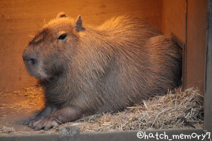 オニテンジクネズミ Twitter Search