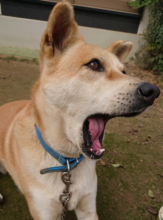 私の動物のお医者さんシンドローム みんな覚えてるあのシーンが次々と カシオミニをかけてもいい 要潤は二階堂 Togetter