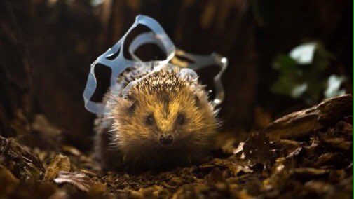 Little Green Space 🦋 (@lgspace) on Twitter photo Almost 3 million small animals like shrews, hedgehogs and voles are dying each year in UK parks and grasslands after getting stuck in littered cans and bottles, says <a href="/KeepBritainTidy/">Keep Britain Tidy</a>. Let's reduce and recycle more of our waste, instead of killing wildlife.
bbc.co.uk/newsround/4634… Almost 3 million small animals like shrews, hedgehogs and voles are dying each year in UK parks and grasslands after getting stuck in littered cans and bottles, says <a href="/KeepBritainTidy/">Keep Britain Tidy</a>. Let's reduce and recycle more of our waste, instead of killing wildlife.
bbc.co.uk/newsround/4634…