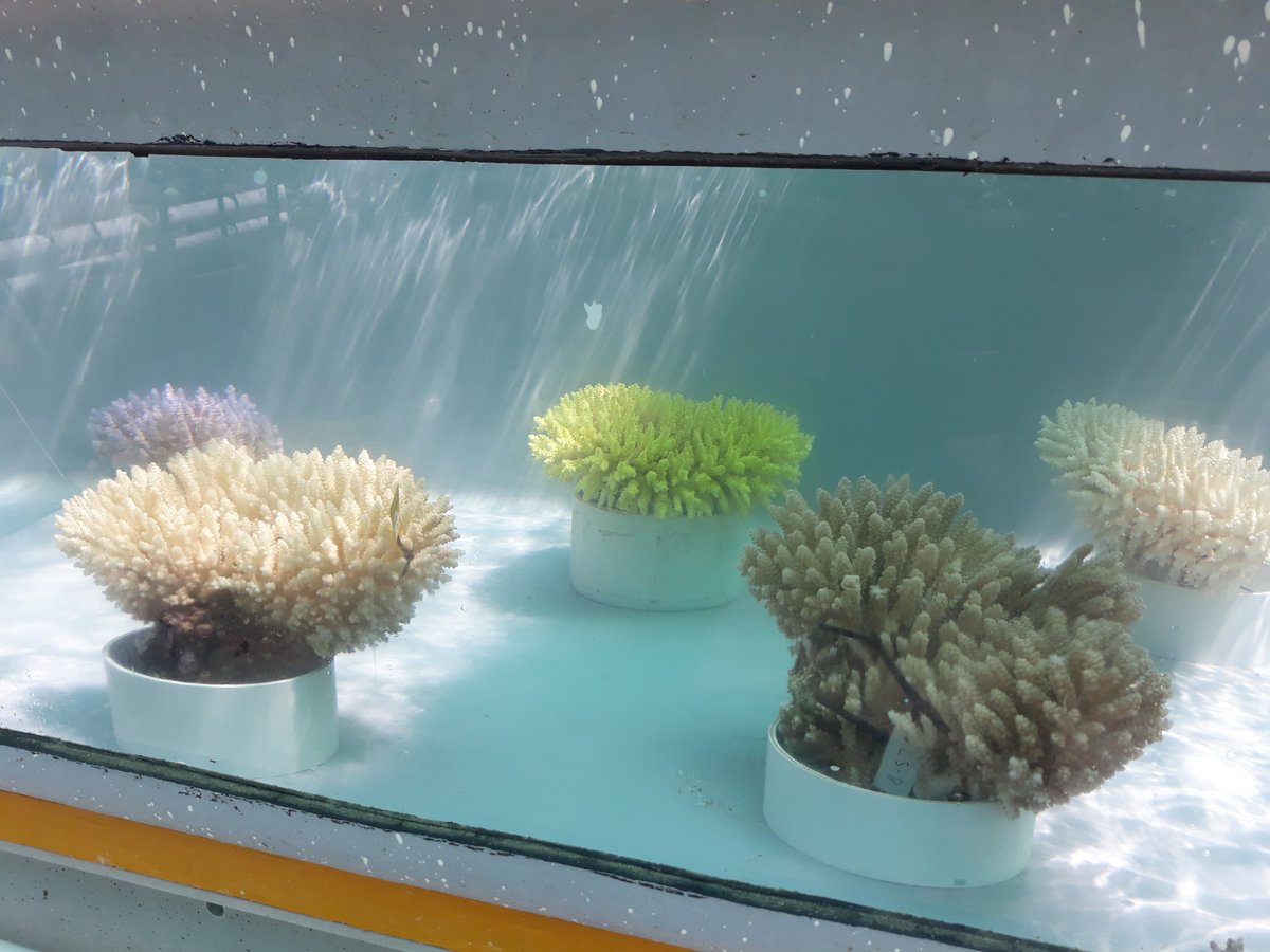 LineKBay's tweet photo. Corals with parents from different latitudes and bleaching histories are growing in @SeaSim_AIMS. Who will take home the heat tolerance top prize? Thank you @GBRLegacy and Trinity Georgetown for your help with the collection of northern corals @la__cientifica @aims_gov_au https://t.co/PKcBubVJcy