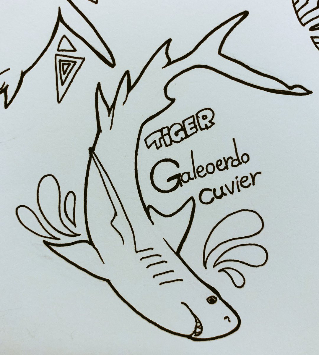 サメの写真集?を
つい買ってしまったので
描き描きしました
ホホジロザメの学名は
なんとなく知ってたんですが
英名調べたらグレイトホワイトで
ときめいた 