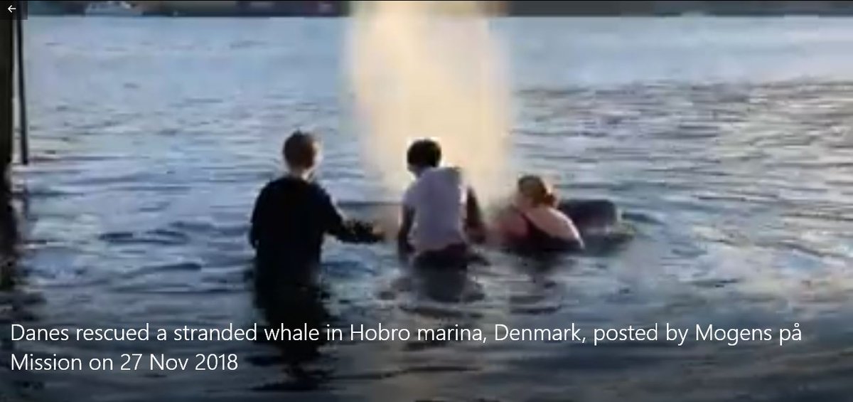 dolphin_angels's tweet photo. (2/3) .@Tinganes Her den dramatiske #redning af den strandede #vågehval i Hobro lystbådehavn .. Susanne Sand fra Astrup og to andre friske fyre hoppede i det kolde vand og fik bugseret den 10 meter lange #hval ud i #fjorden #Tinganes #FaroeIslands #Denmark https://t.co/XMpTz5nmWS