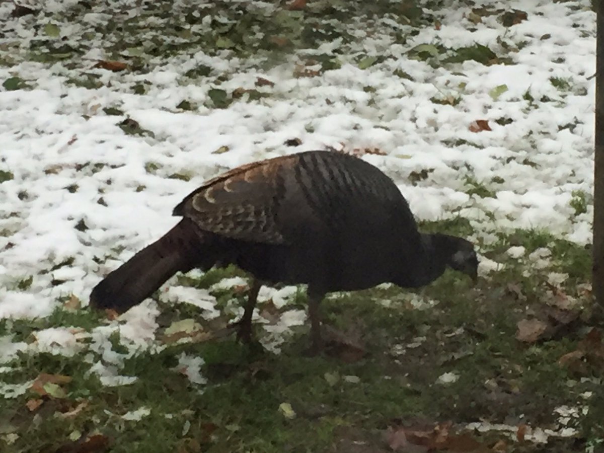 Jane Baird On Twitter What Do I Like About Winter Our Backyard