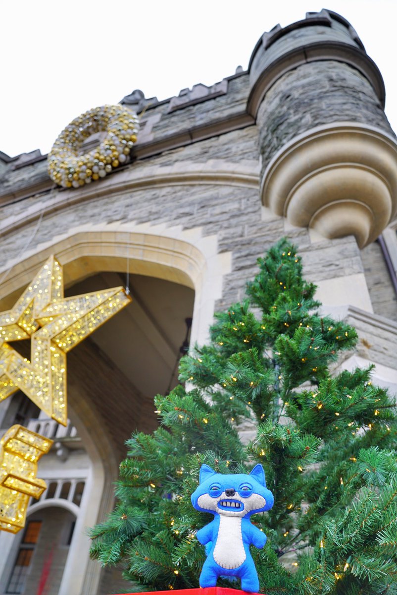 Toquestagrams's tweet photo. my dad human said “look nice for a christmas photo.” i did what i could and then i tried to eat the tree. turns out it was plastic.🎄🏰 #Toquestagrams https://t.co/p0BfBPLbhs